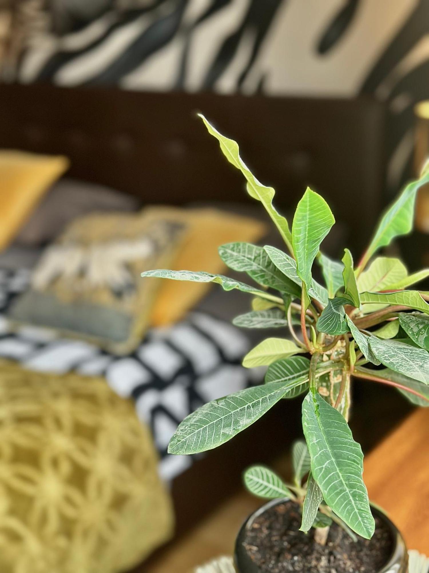 Africa Apartment 华沙 外观 照片